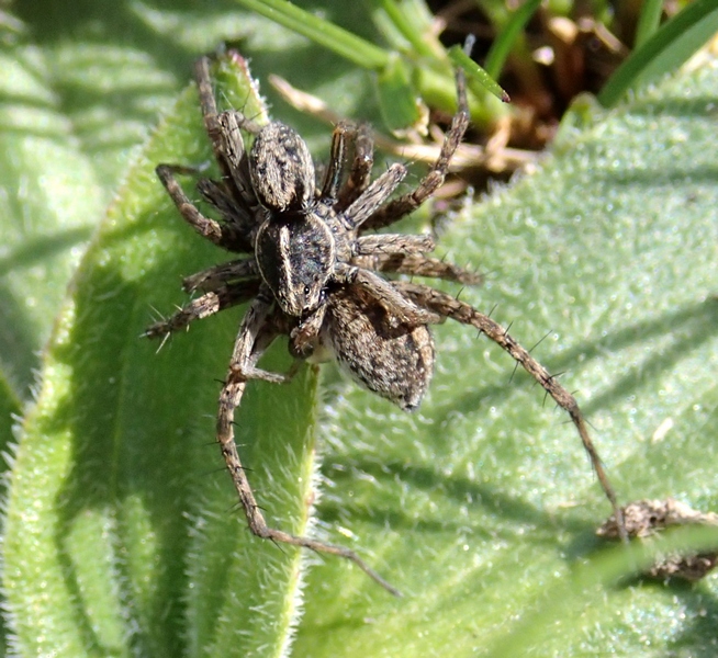 Pardosa sp. - Colle della Maddalena (CN)